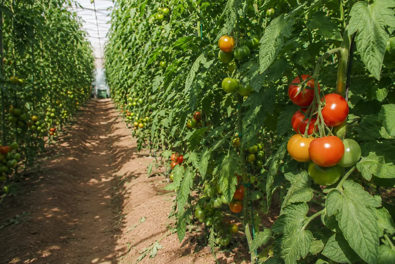 Tecnología agrícola aplicada a riego, agua y suelo